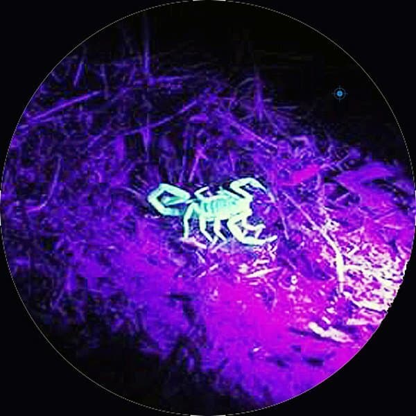 Scorpion in UV Light