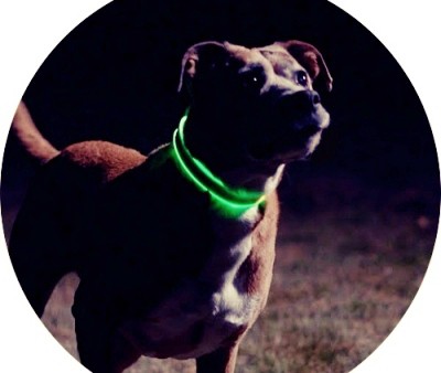 LED Dog Collar Green