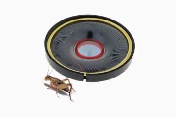 Chirping Cricket